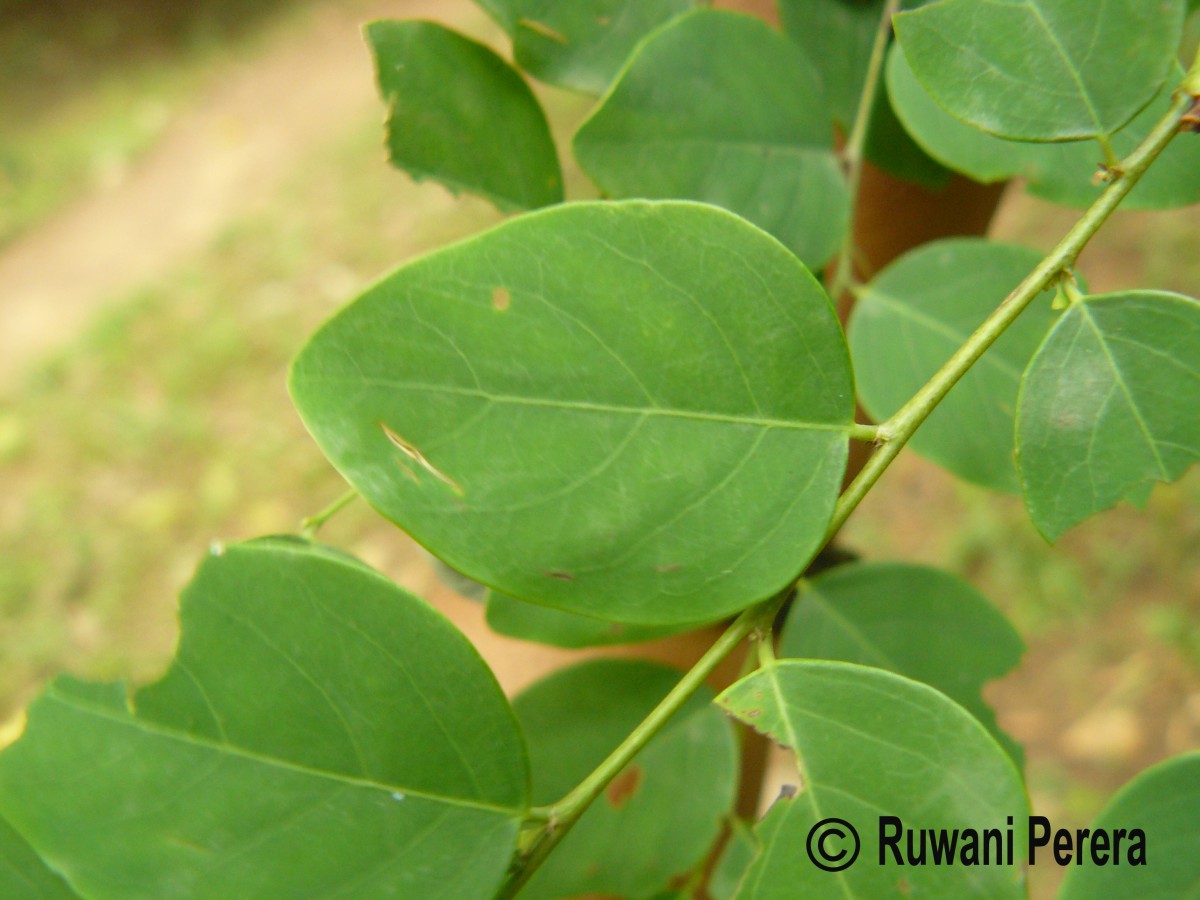 Breynia vitis-idaea (Burm.f.) C.E.C.Fisch.